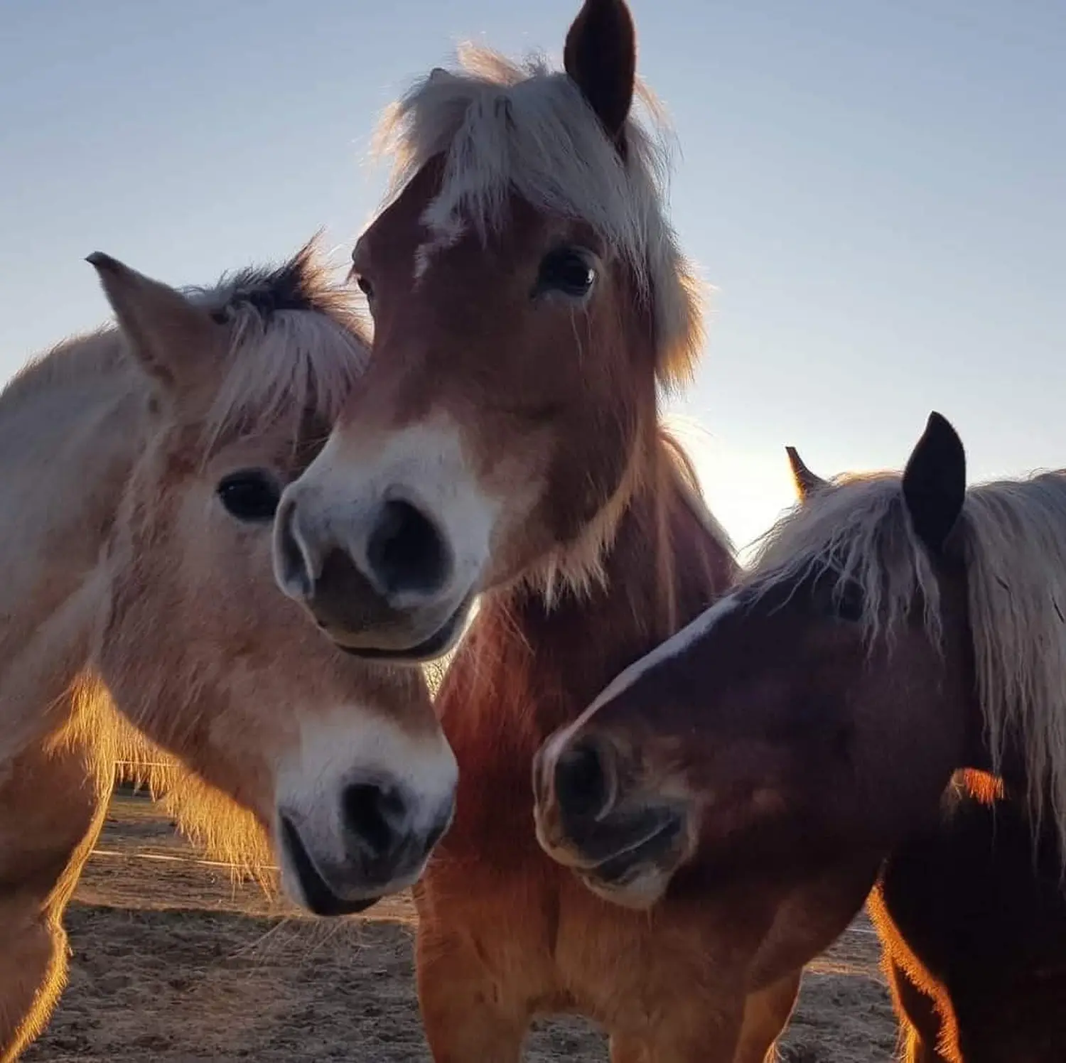 Reittherapie Seelennhalt - Reiten - Pflege- und Reitbeteiligungen