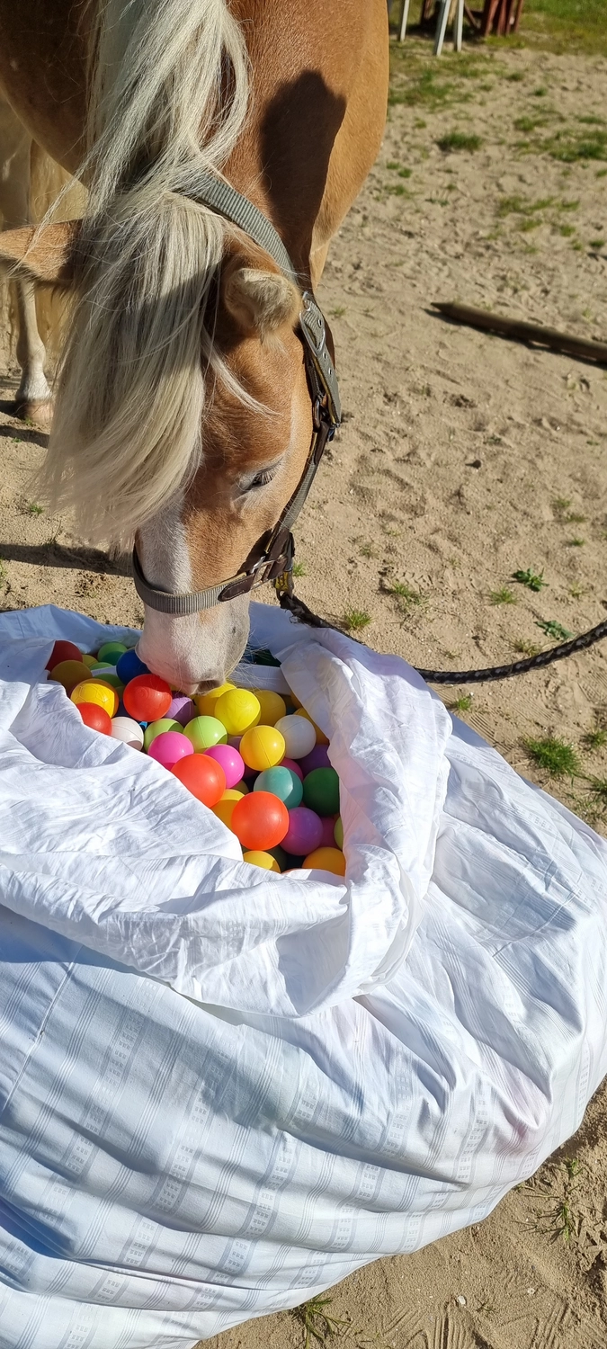 Reittherapie Seelennhalt - Reiten - Probestunde